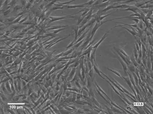 [GENT300715MA] Human Foreskin Fibroblast Cells (HFFC)